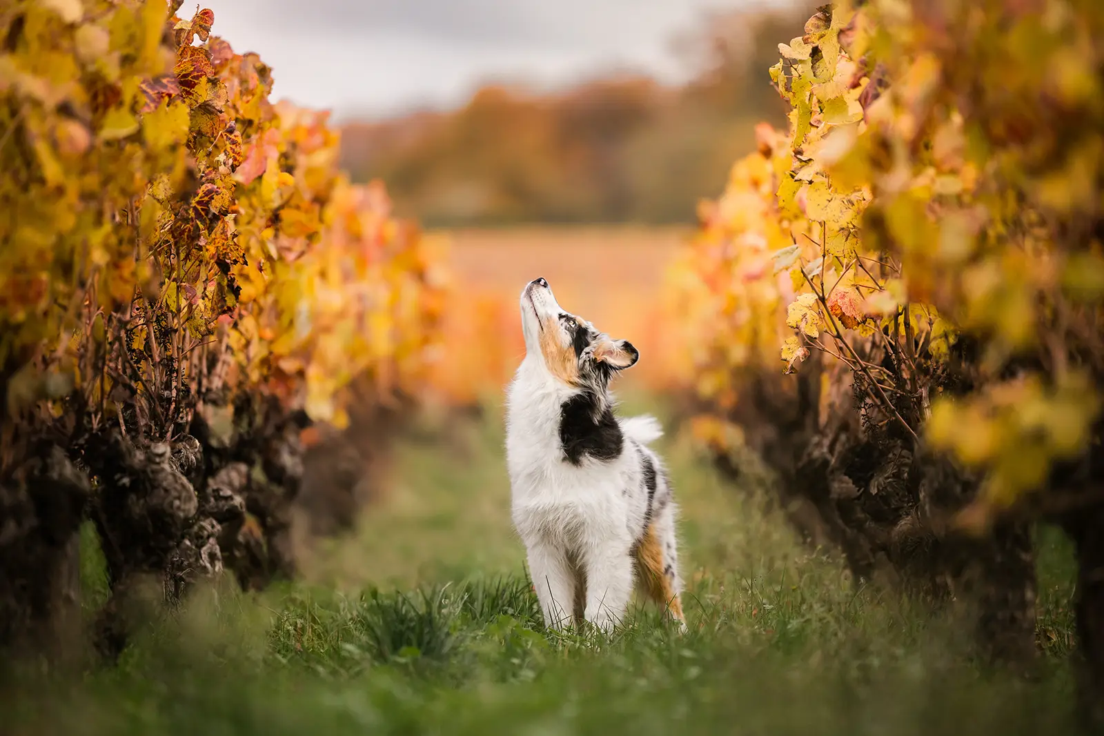 photographe animalier chien belleville-en-beaujolais