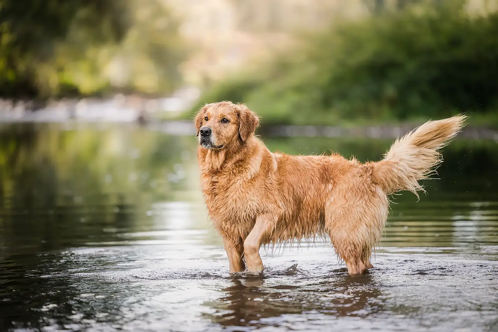 photographe chien bourg-en-bresse