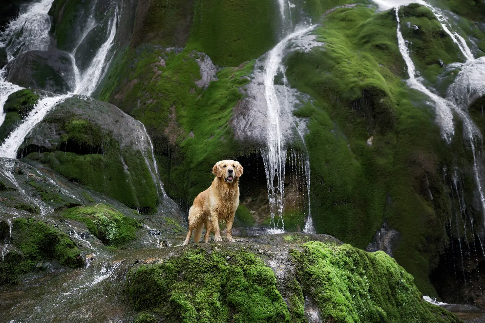 photographe bourgoin jallieu animaux chien