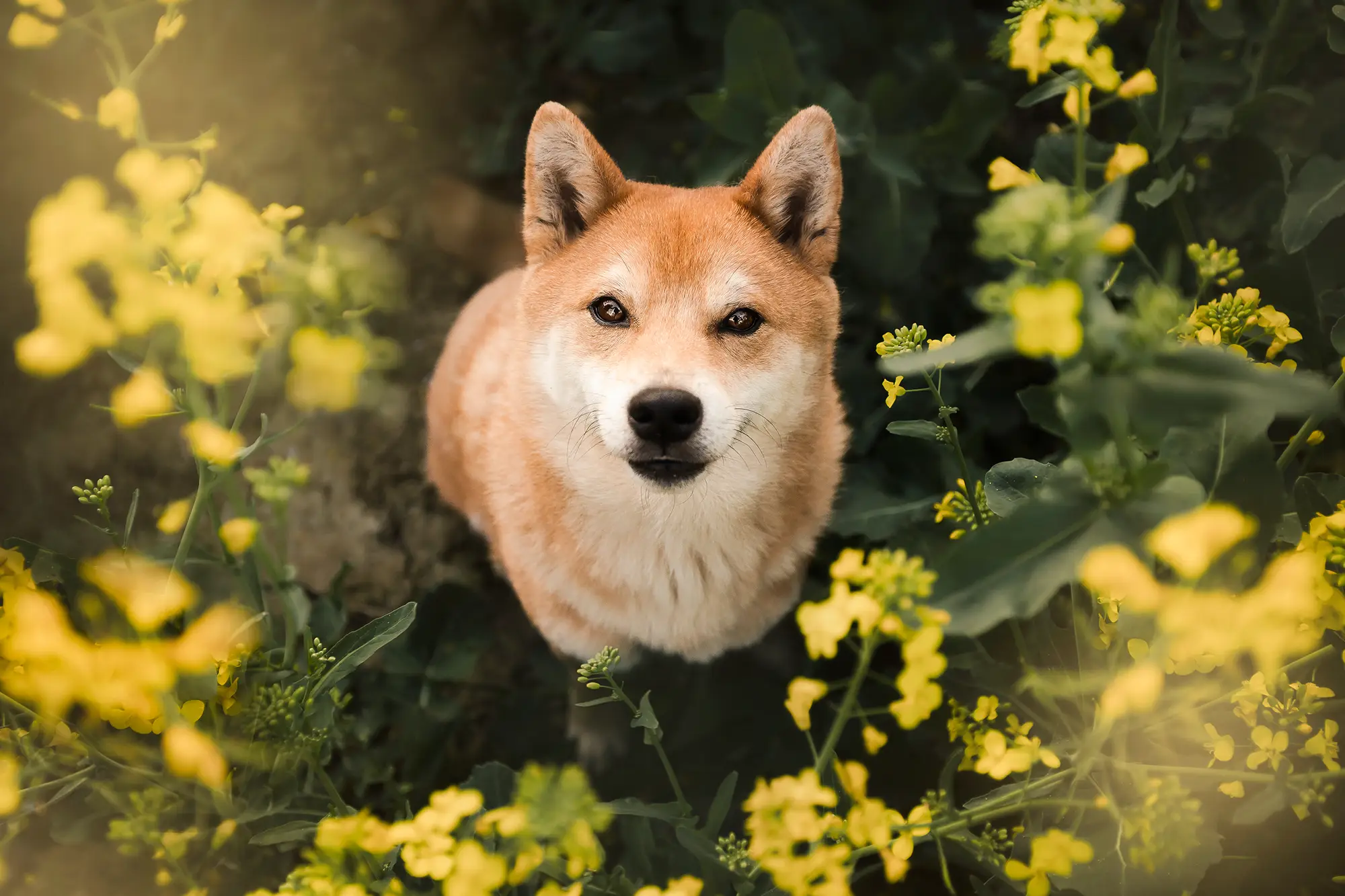 photographe animalier roanne