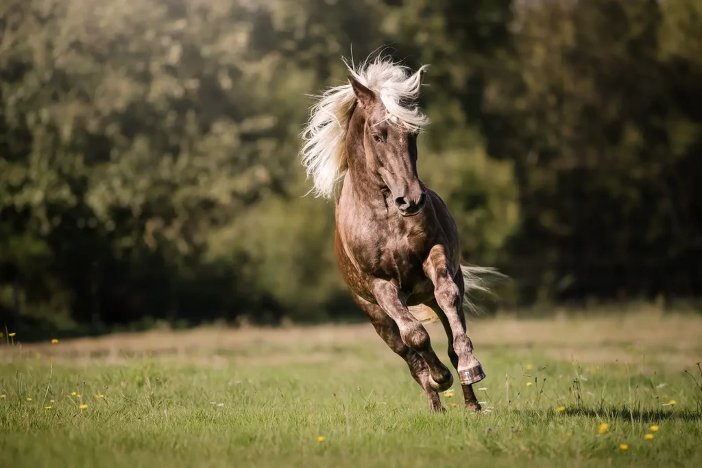 formation photo animalière