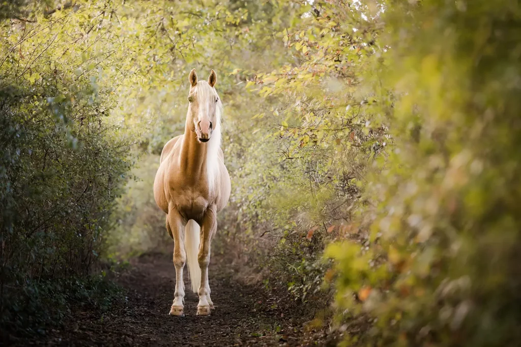 formation photo animalière