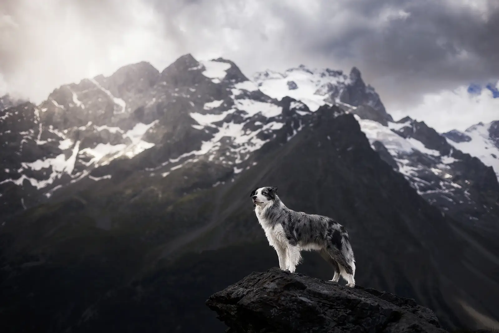 photographe animalier chambéry