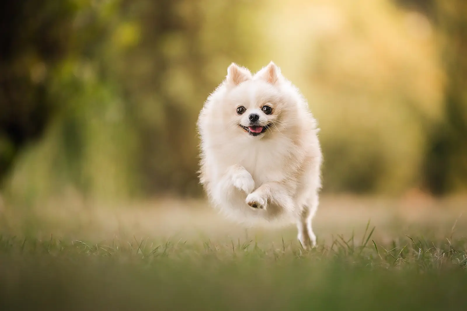 Photographe Caluire-et-Cuire pour chien