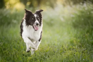 seance photo chien aveugle près de lyon